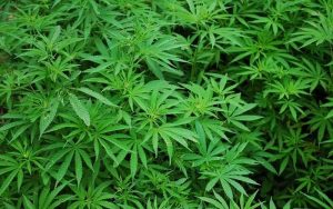 South African cannabis firm wins Malaysian backer in new listing bid