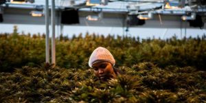 Lesotho Becomes The First African Country To Export Cannabis To The European Union (Lesotho)