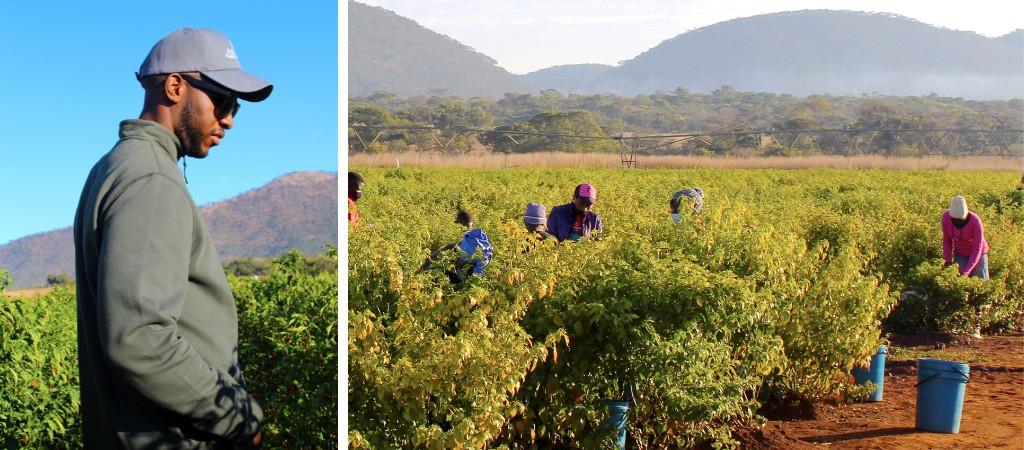 Young Zimbabweans choosing farming over corporate jobs (Zimbabwe)