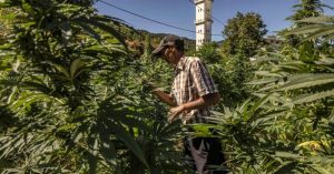 Morocco’s share in formal cannabis market to remain minimal despite reforms (Morocco)