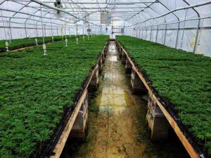 South Africa’s Cannabis Industry Could Emerge As A Powerhouse, Generating Myriad Jobs And Income Opportunities