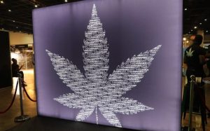 GOVT STILL HAS MORE TO CONSIDER REGARDING COMMERCIAL CANNABIS INDUSTRY – LAWYER