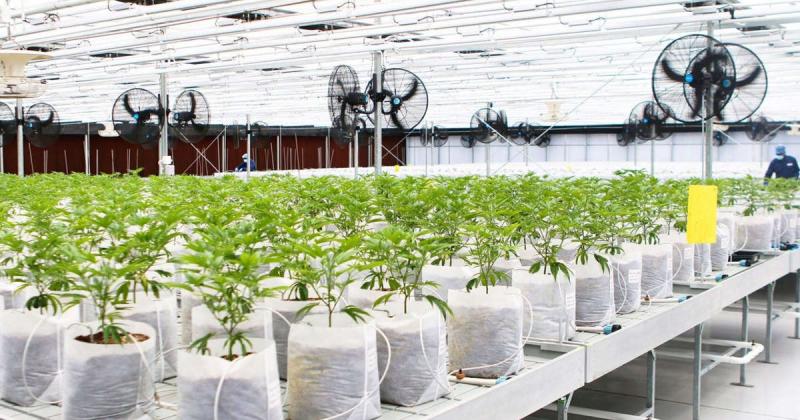 SafriCanna To Ramp Up Medical Cannabis Exports To Germany, UK And Poland Following EU Certification