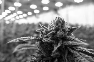 What Are GMP Standards And Why Should The Global Cannabis Market Care?