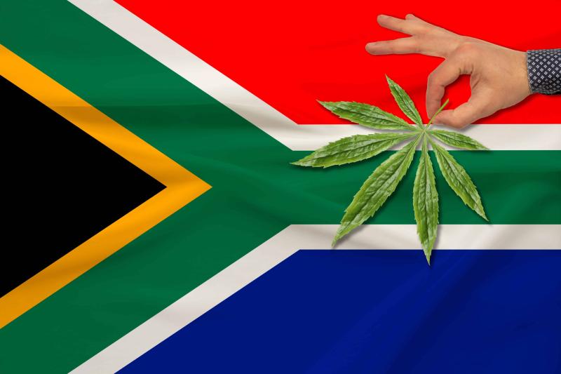 BREAKING: Government leaves cannabis farmers high and dry in South Africa