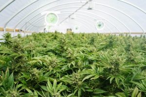 BREAKING: DETAILS ON SPECIAL ECONOMIC ZONES (SEZ) -SOUTH AFRICA CANNABIS