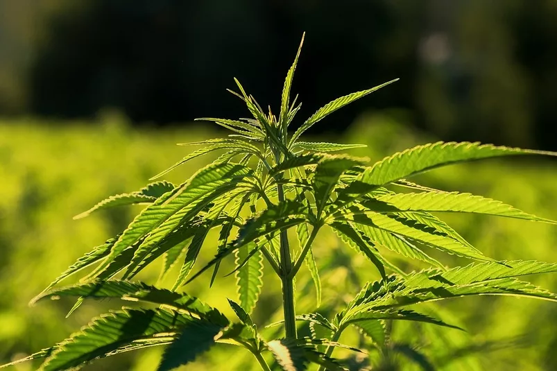 BREAKING: MEDIGROW TO ESTABLISH CANNABIS GROW AND PROCESSING IN COEGA SPECIAL ECONOMIC ZONE (SEZ)