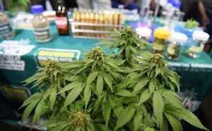 BREAKING: KwaZulu-Natal provincial government will this weekend host a cannabis conference in Bergville