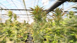 BREAKING: eThekwini Municipality encouraging residents to enter cannabis and hemp sector