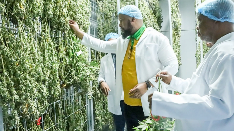 BREAKING: South Africa Cannabis – Training programme for hemp producers launched in Verulam, KZN