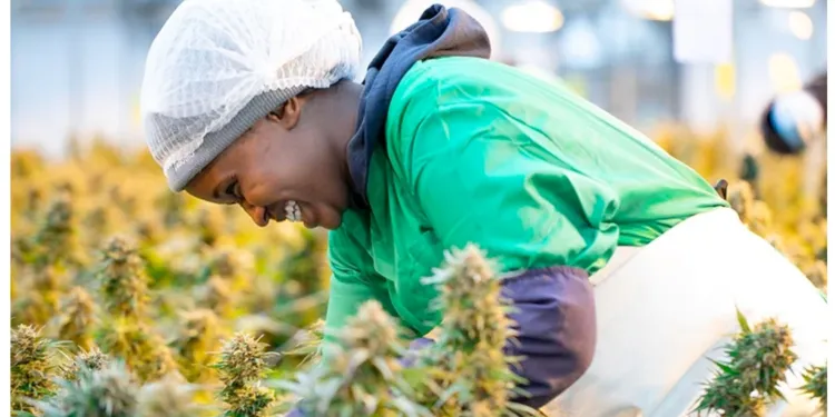 DISCUSSION: ARE TRADITIONAL FARMERS BEING LEFT OUT OF THE SOUTH AFRICAN CANNABIS INDUSTRY?