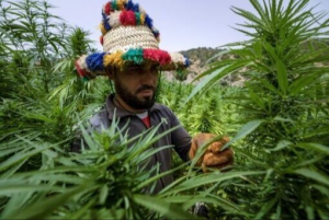 In Morocco, cannabis growers come ‘out of the shadows’