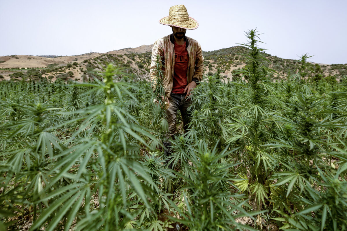 Morocco’s king pardons more than 4,800 cannabis farmers