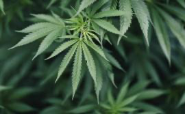 Over one thousand permits issued for hemp cultivation